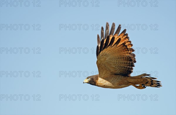 Roadside Hawk