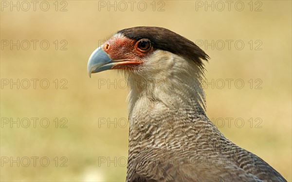 Southern Crested Caracara