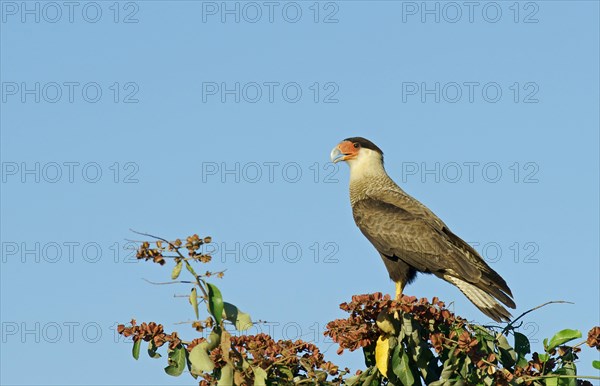 Southern Crested Caracara