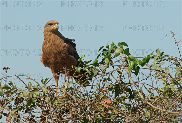 Savanna Hawk