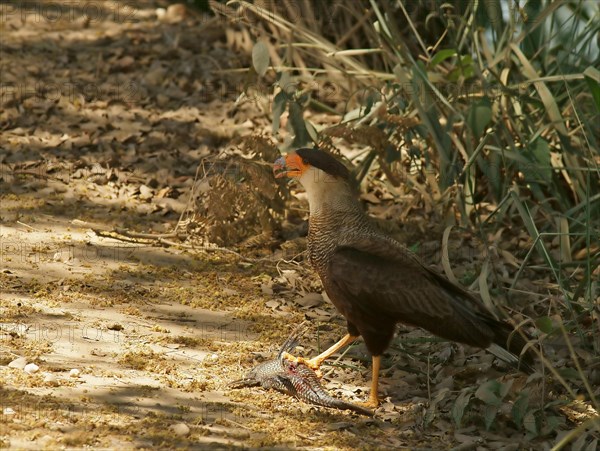 Southern Crested Caracara