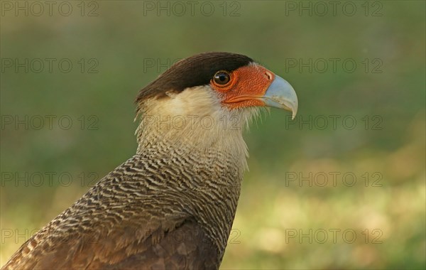 Southern Crested Caracara