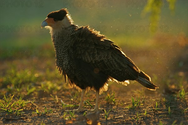 Southern Crested Caracara