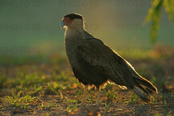 Southern Crested Caracara