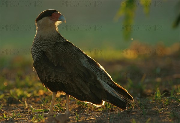 Southern Crested Caracara