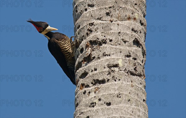 Lineated Woodpecker