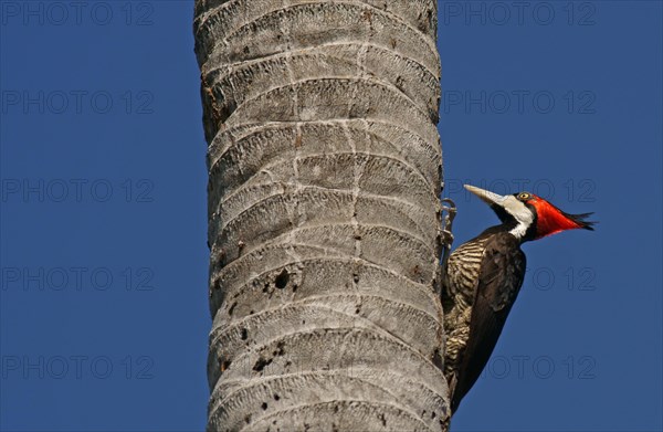 Lineated Woodpecker