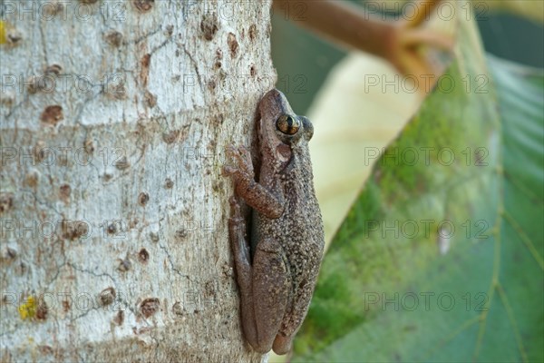 Lesser Snouted Treefrog