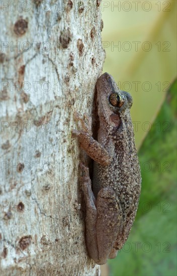 Lesser Snouted Treefrog