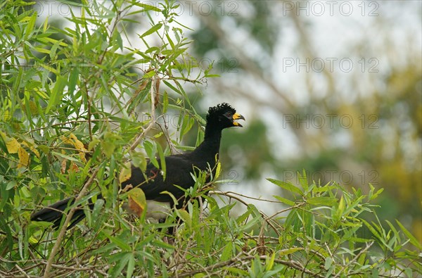 Bare-faced Curassow