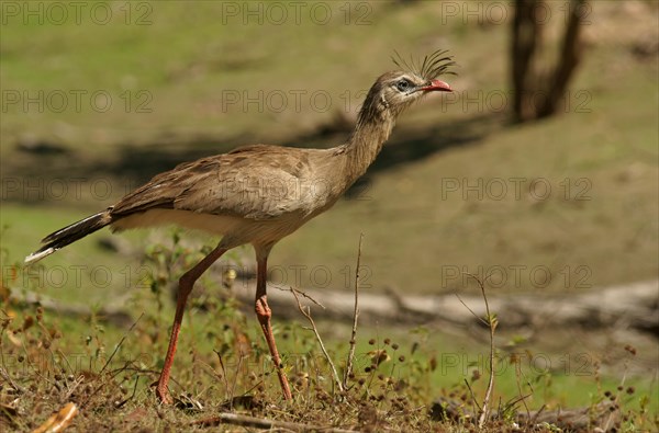 Red-legged seriema