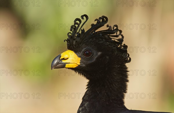 Bare-faced Curassow