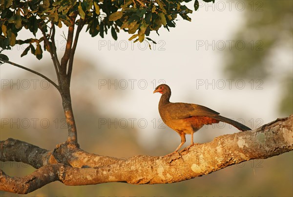 Chaco chachalaca