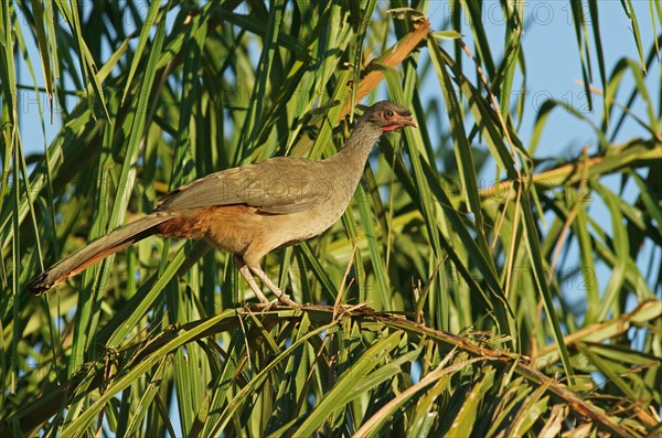 Chaco chachalaca