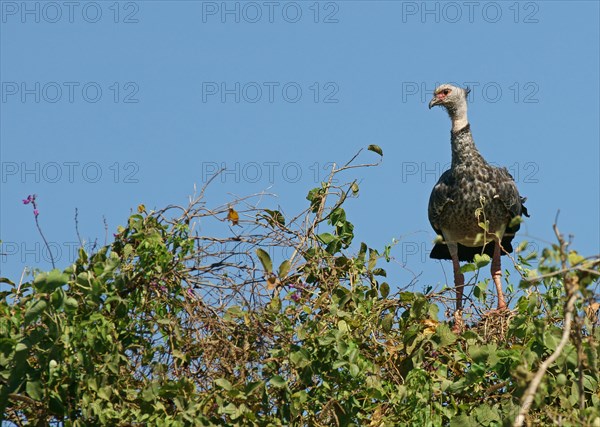 Southern screamer