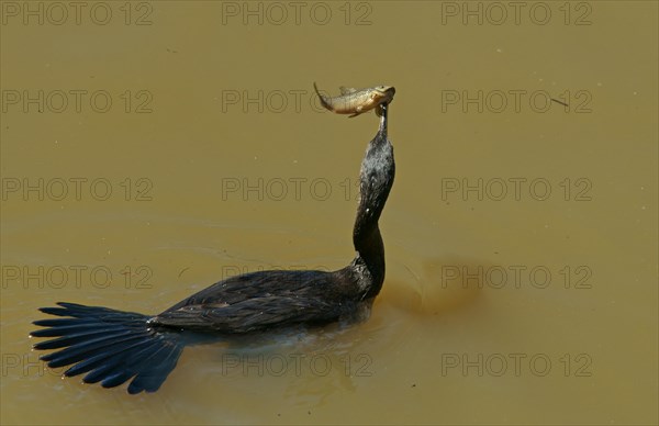 Neotropic Cormorant