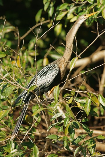 Anhinga