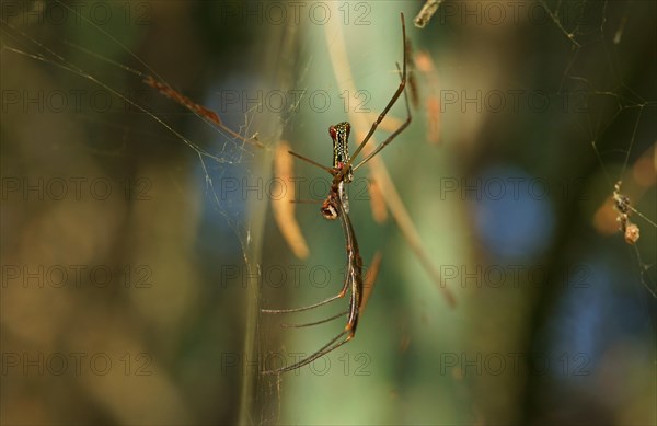 Golden silk orb-weaver