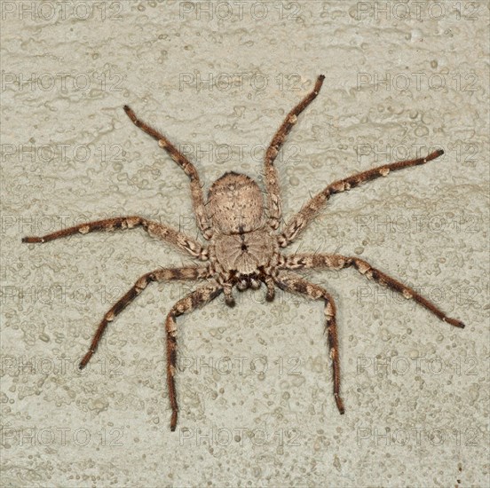 Giant Crab Spider