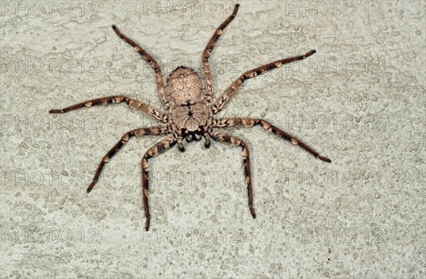 Giant Crab Spider