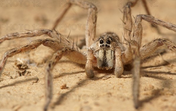 Wolf spider