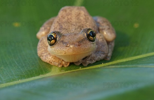 Lesser Snouted Treefrog