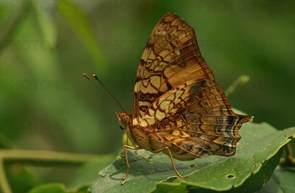 Nymphalidae