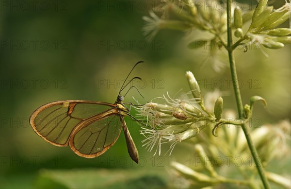 Clearwing