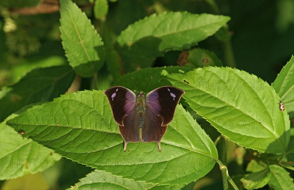 Nymphalidae