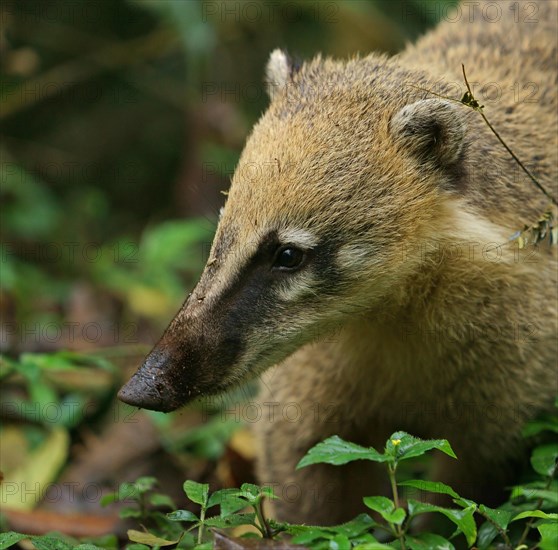 South American Coati