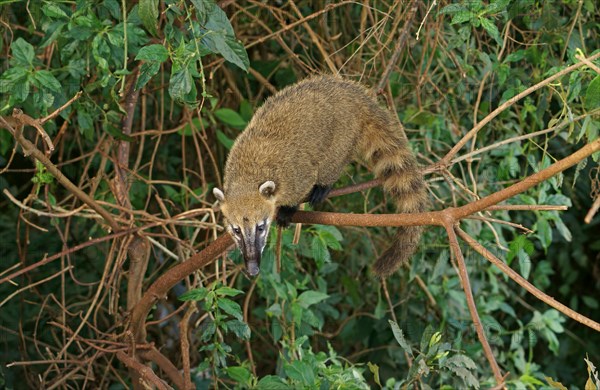 South American Coati