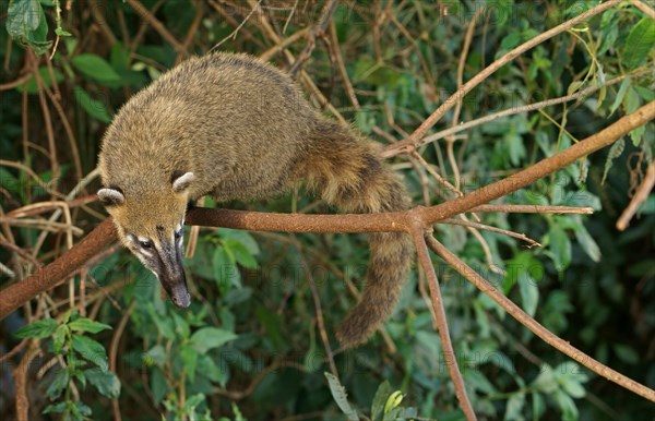 South American Coati