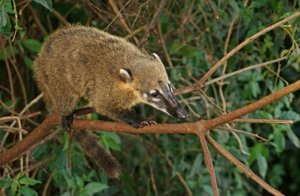 South American Coati