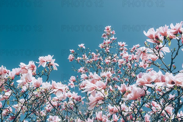 Magnolia blossoms