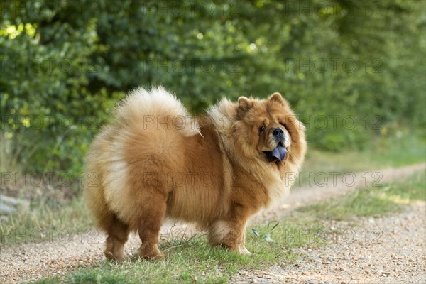 Chow Chow