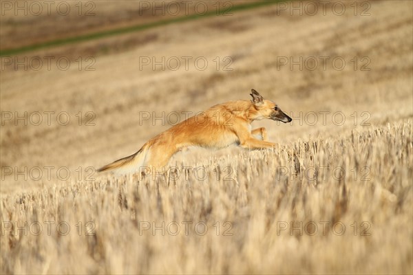 Silken Wind Sprite