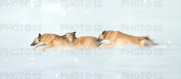 Silken Windsprites running in the snow