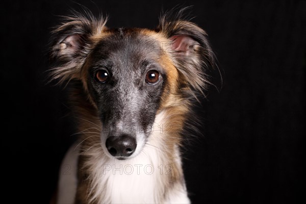 Silken Windsprite sighthound