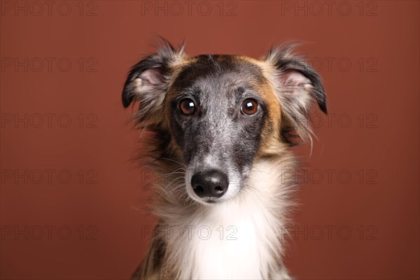 Silken Windsprite sighthound