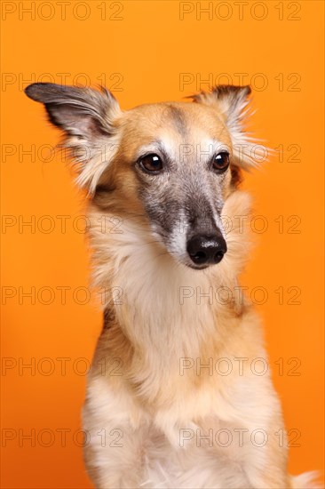 Silken Windsprite sighthound