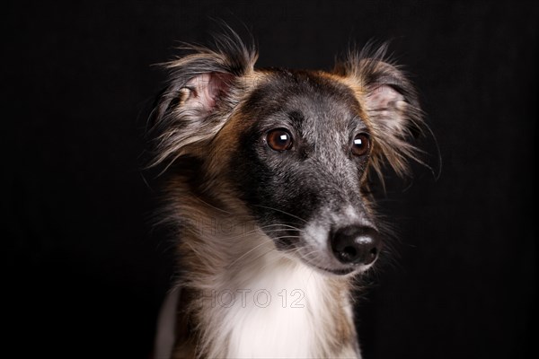 Silken Windsprite sighthound