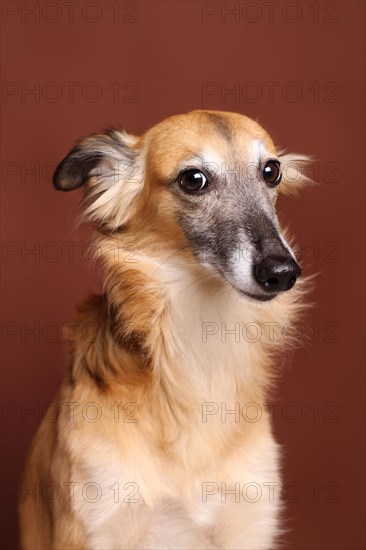 Silken Windsprite sighthound