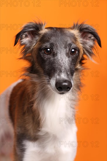 Silken Windsprite sighthound