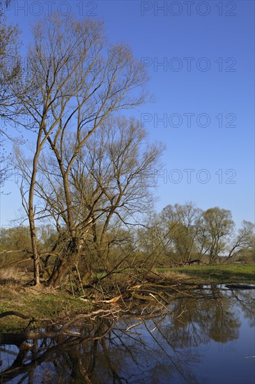 Oxbow in the floodplain landscape in spring