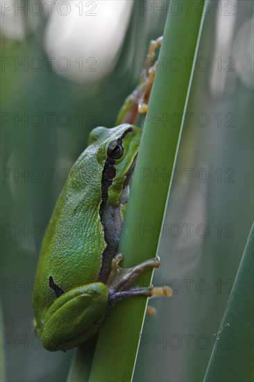 European tree frog