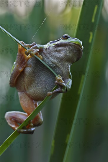 European tree frog