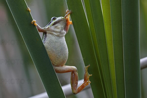 European tree frog