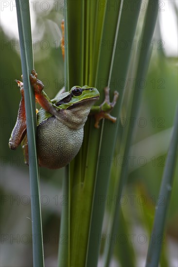 European tree frog