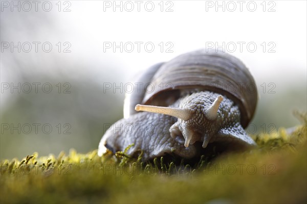 Burgundy Snail