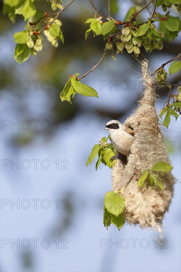 Eurasian Penduline Tit